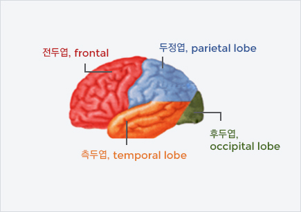 뇌의 전두엽,두정엽,후두엽,즉두엽 위치를 알려주는 뇌사진